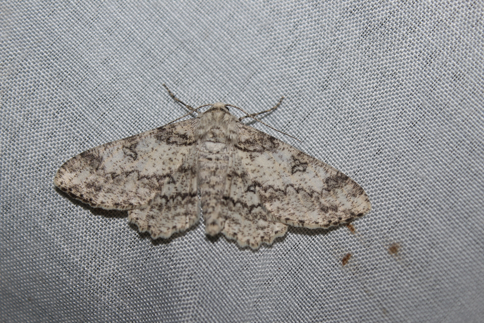 Ascotis selenaria - holdas faaraszoló
