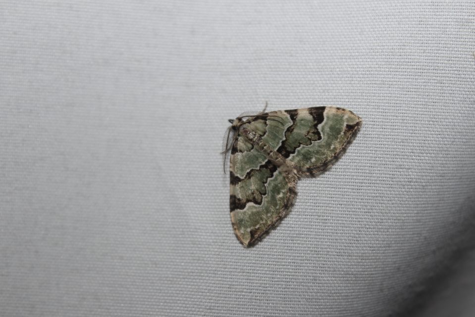 Colostygia pectinataria - zöld levélaraszoló