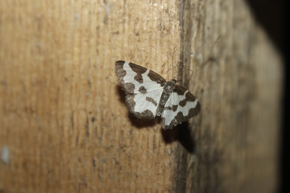 Lomaspilis marginata - szegélyes nyárfaaraszoló