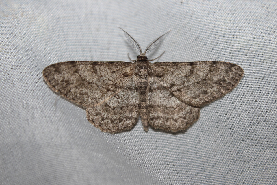 Hypomecis punctinalis - pettyes faaraszoló