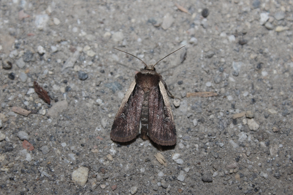 Ochropleura plecta - fehérszegélyű fűbagoly