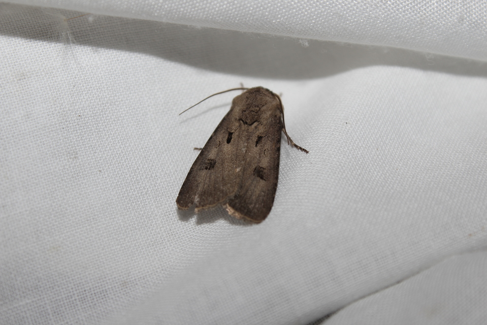 Agrotis exclamationis - felkiáltójeles földibagoly