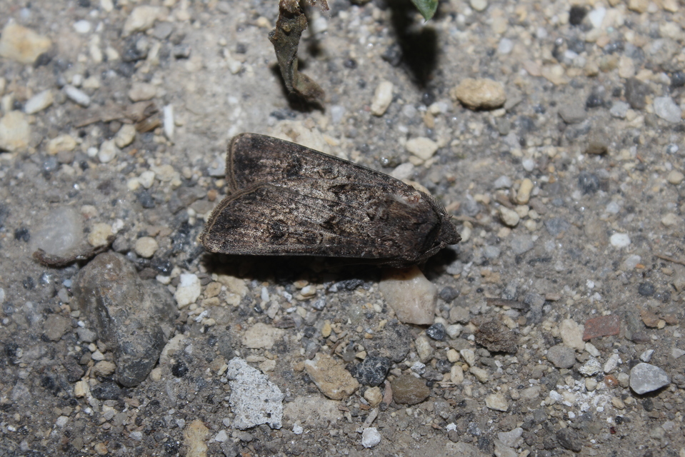 Agrotis segetum - vetési földibagoly