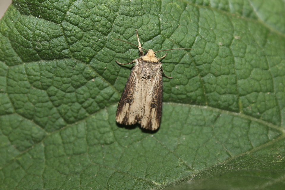 Axylia putris - vonalkás földibagoly