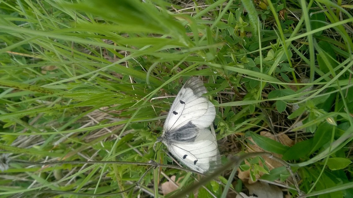 Parnassius mnemosyne - kis apollólepke
