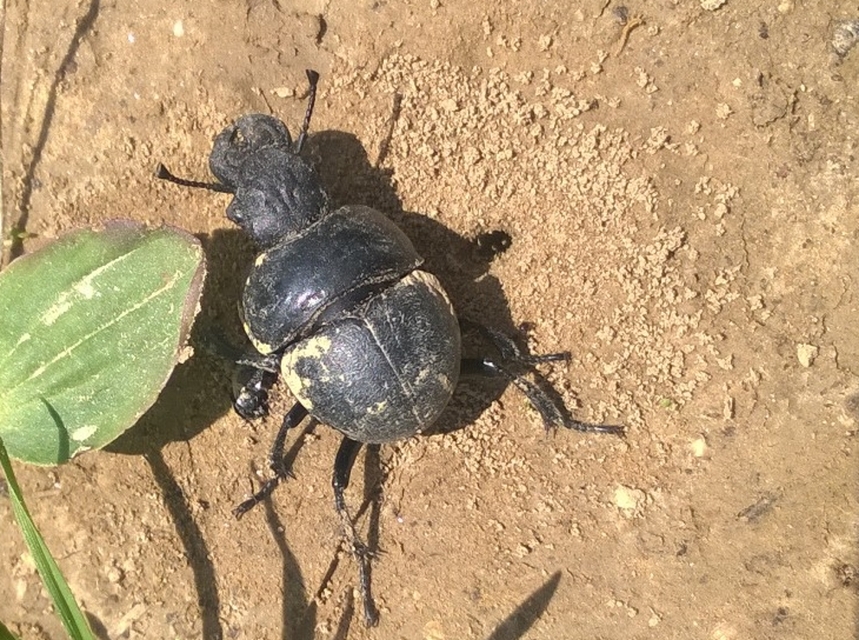 Lethrus apterus - nagyfejű csajkó