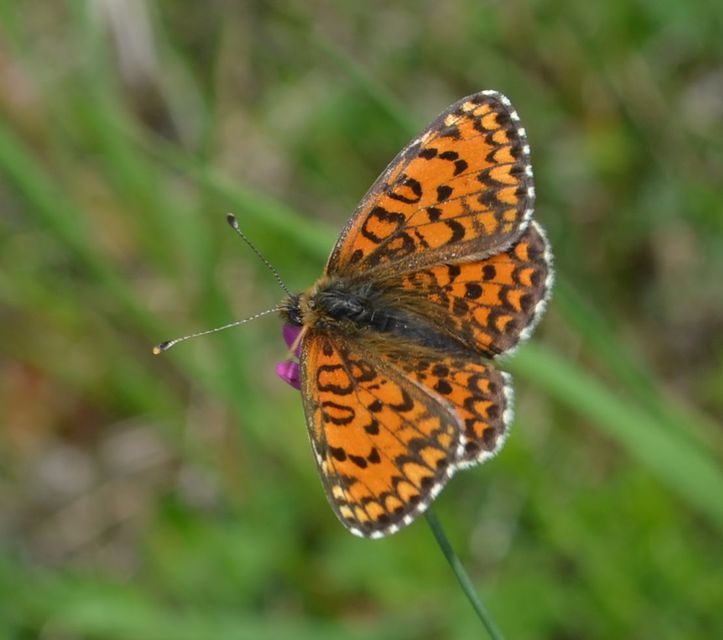 Melitaea trivia - kis tarkalepke