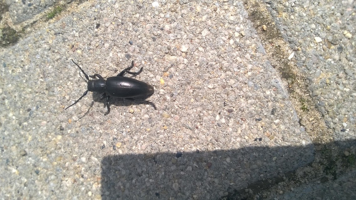 Dorcadion aethiops - fekete gyalogcincér