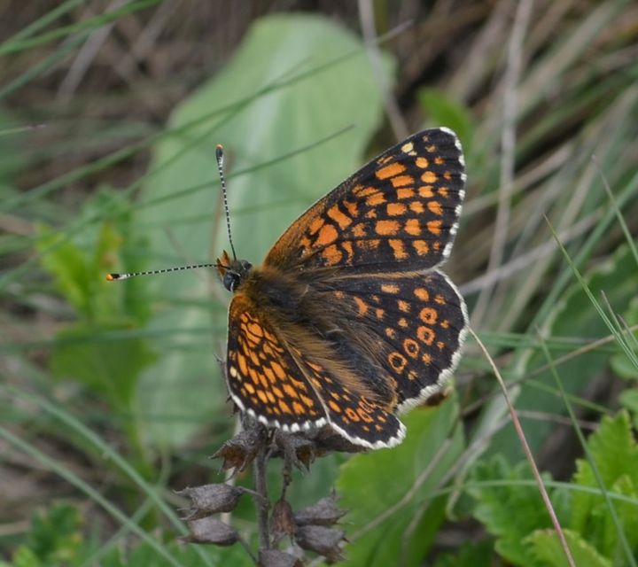 Melitaea cinxia - réti tarkalepke