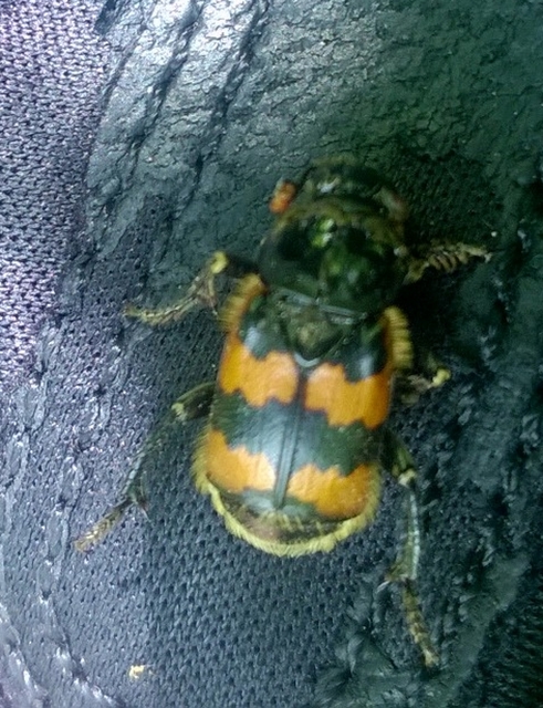 Nicrophorus vespillo - közönséges temetőbogár