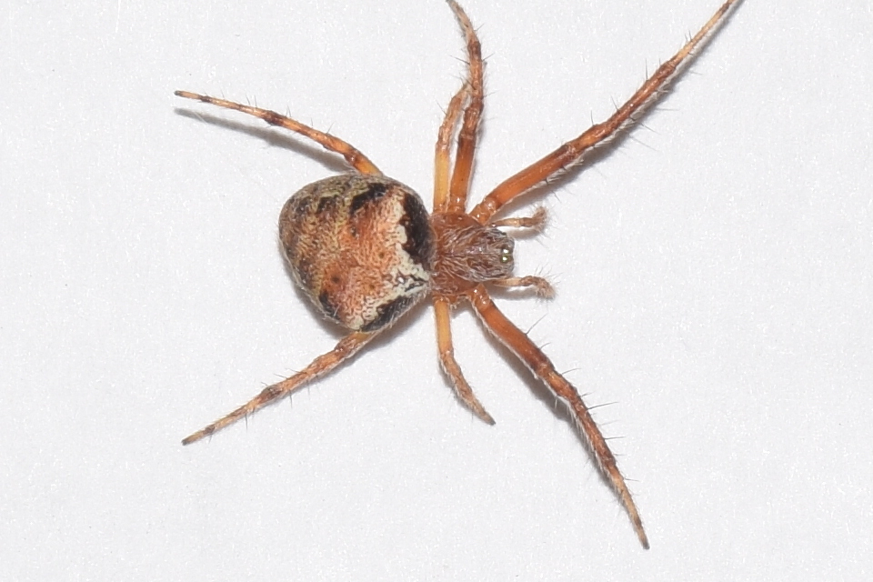Araneus triguttatus - háromfoltos keresztespók