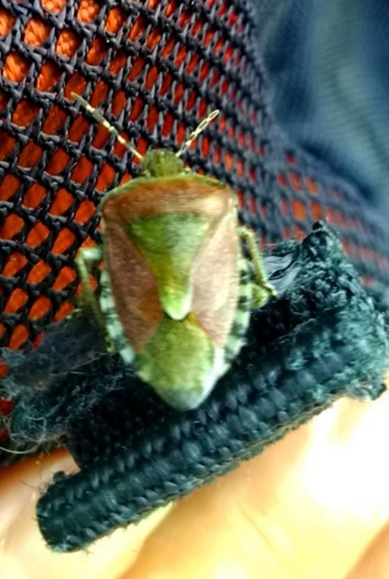 Dolycoris baccarum - közönséges bogyómászó-poloska
