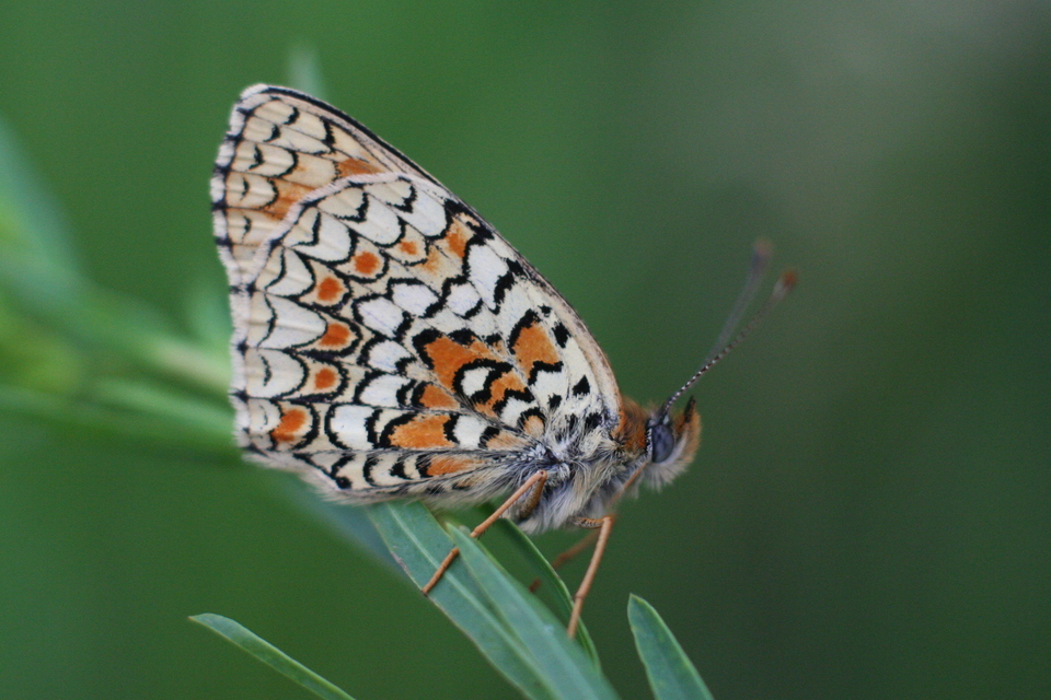 Melitaea phoebe - nagy tarkalepke