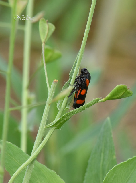 Cercopis arcuata