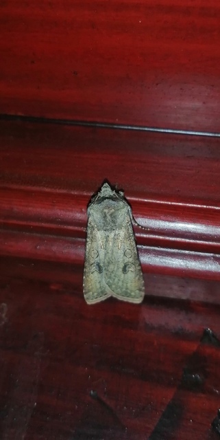 Agrotis segetum - vetési földibagoly