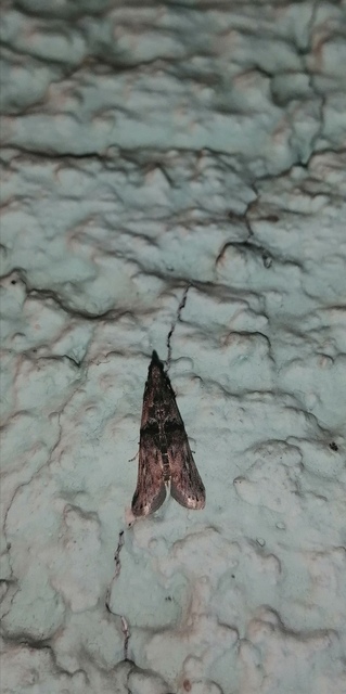 Nephopterix angustella - kecskerágó-karcsúmoly