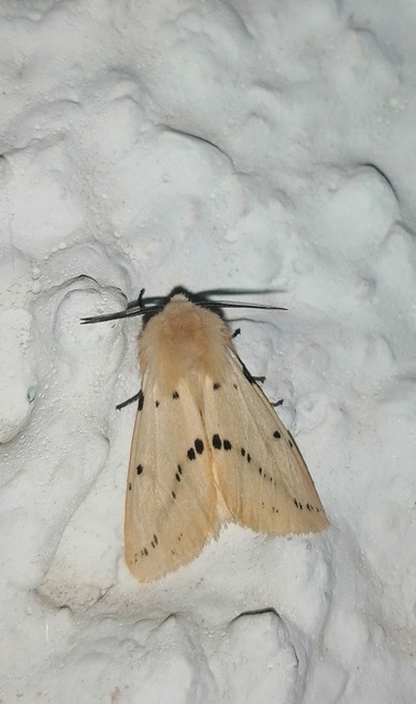 Spilarctia lutea - sárgás medvelepke