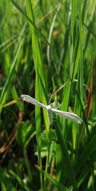 Pterophorus pentadactyla - fehér tollasmoly
