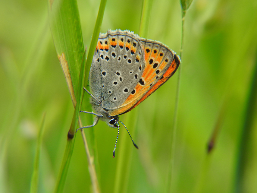 Lycaena thersamon - kis tűzlepke