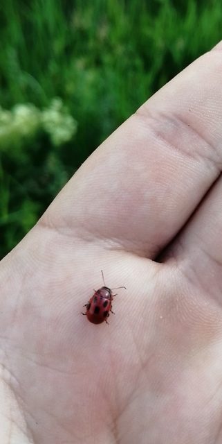 Gonioctena fornicata - közönséges lucernabogár