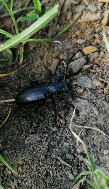 Dorcadion aethiops - fekete gyalogcincér
