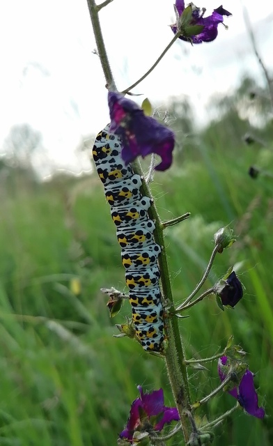 Shargacucullia gozmanyi/scrophulariae/verbasci