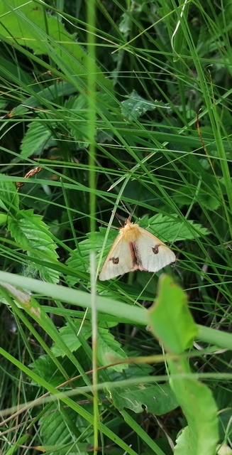 Diacrisia sannio - vörösszélű medvelepke