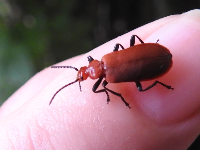 Pyrochroa serraticornis - közép-bíborbogár