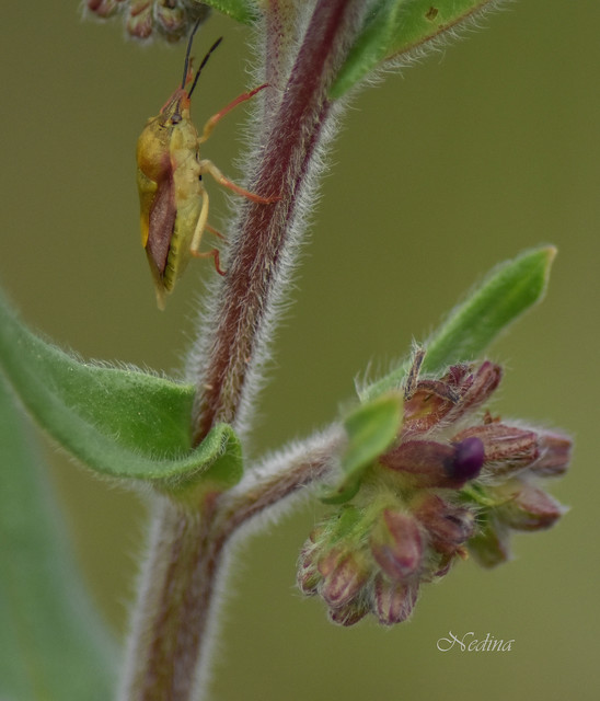 Carpocoris Carpocoris