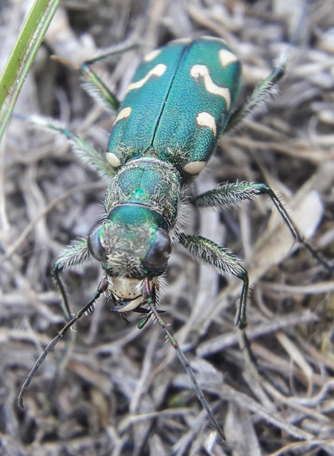 Cicindela soluta pannonica - pannon homokfutrinka