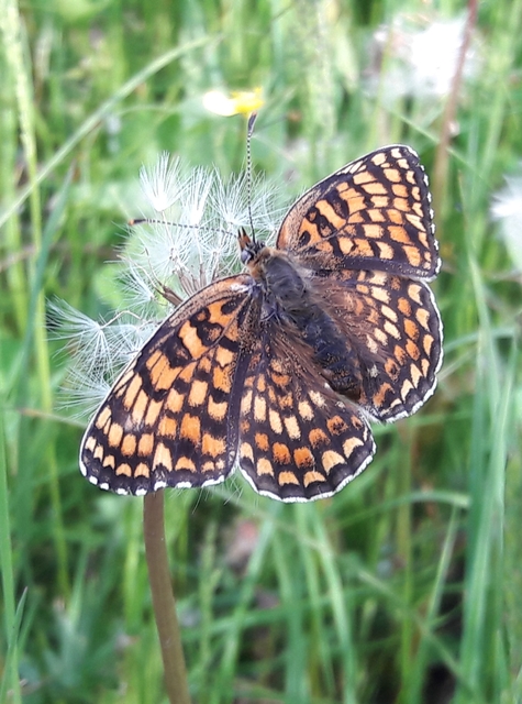 Melitaea phoebe - nagy tarkalepke