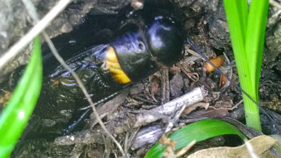 Gryllus campestris - mezei tücsök