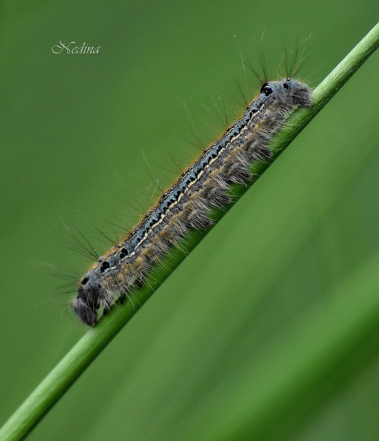 Malacosoma neustria - gyűrűsszövő