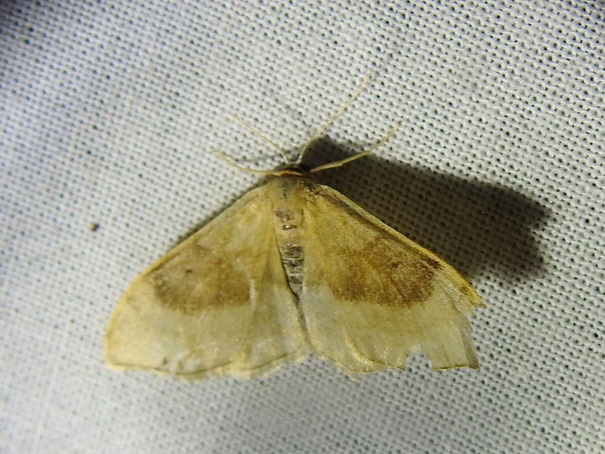 Idaea degeneraria - barnasávos araszoló