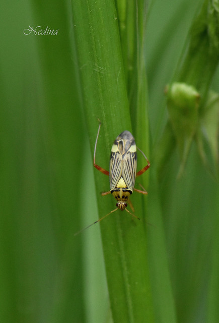 Rhabdomiris striatellus - zebra-mezeipoloska