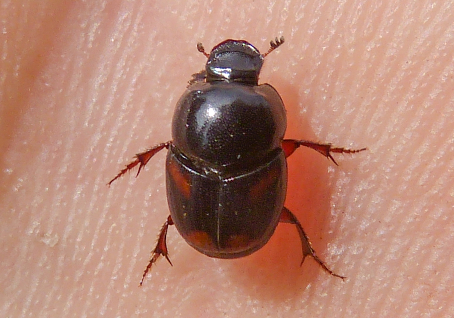 Caccobius schreberi - lakkfényű trágyatúró