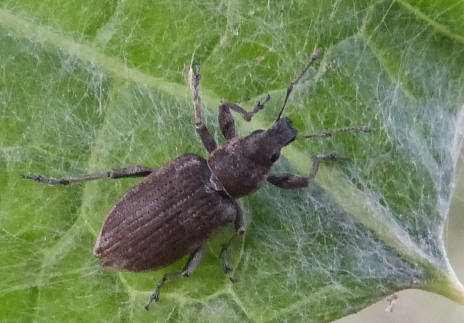 Tanymecus palliatus - közönséges hegyesfarúbarkó
