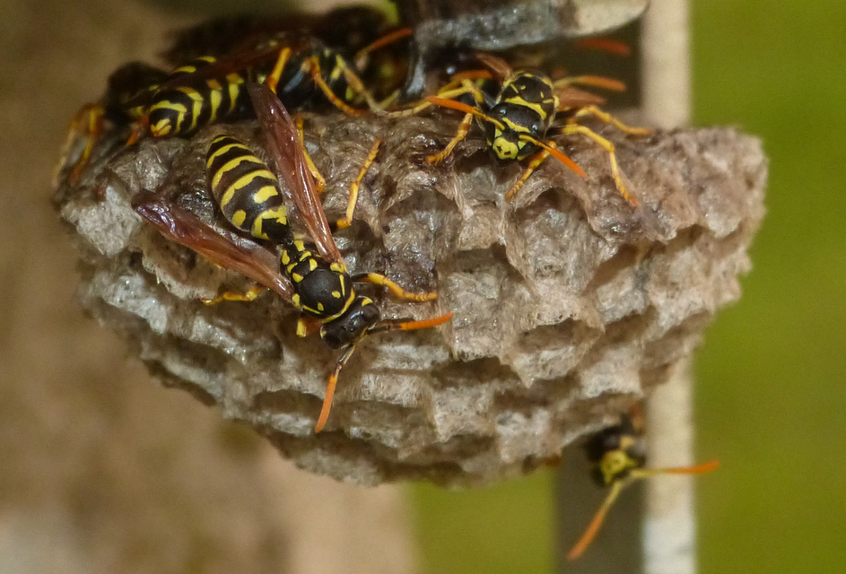 Polistes dominulus - déli papírdarázs