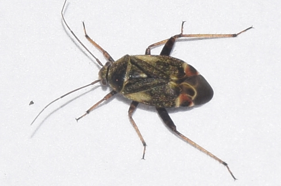 Polymerus Polymerus