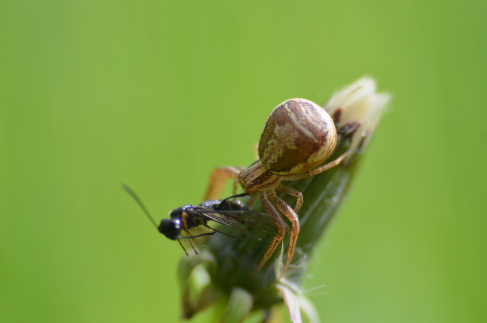 Xysticus ulmi - cserje-karolópók