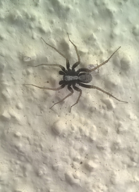 Pardosa alacris/lugubris