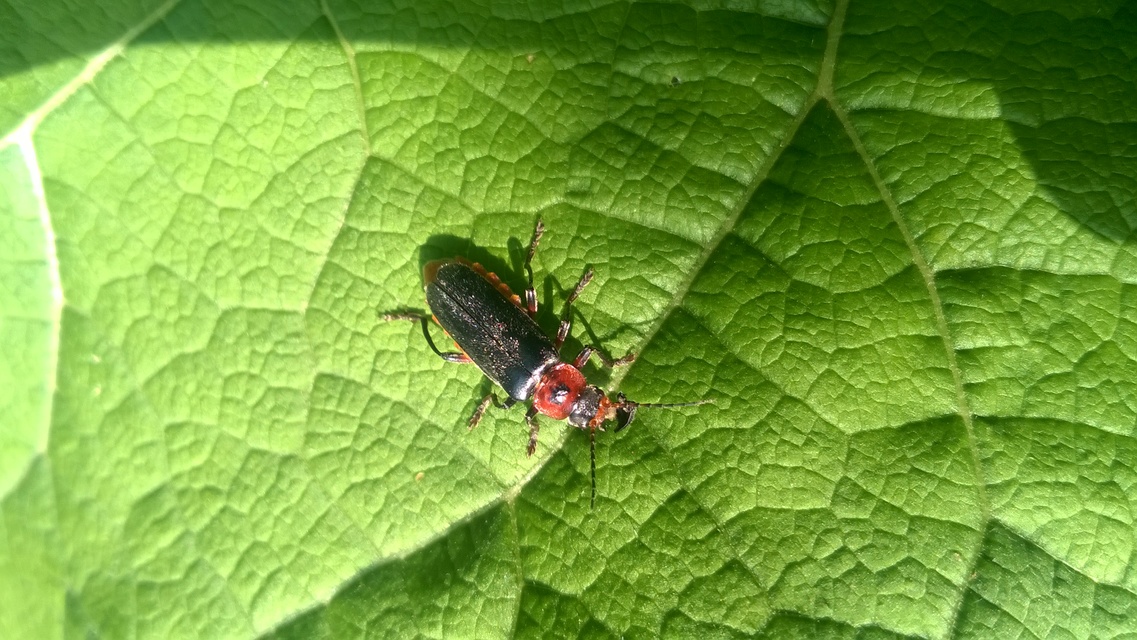 Cantharis rustica - suszterbogár