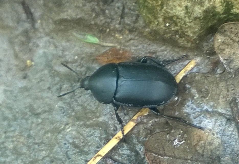 Ablattaria laevigata - sima csigarabló