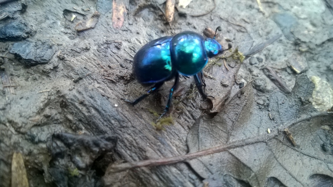 Trypocopris vernalis - tavaszi álganéjtúró