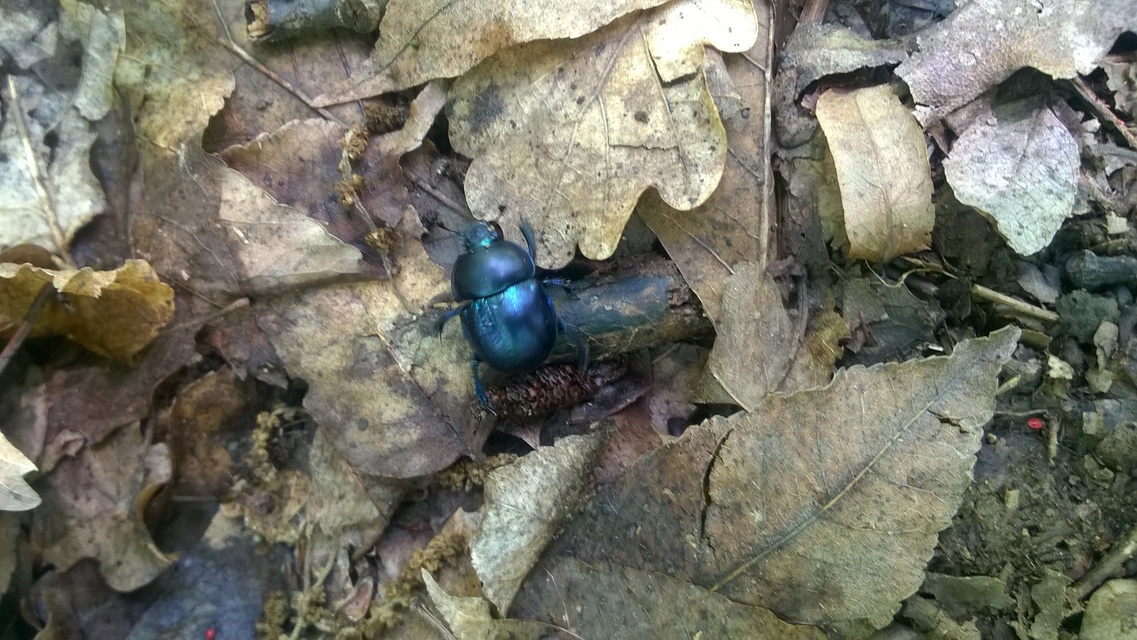 Trypocopris vernalis - tavaszi álganéjtúró