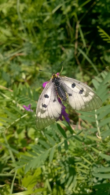 Parnassius mnemosyne - kis apollólepke