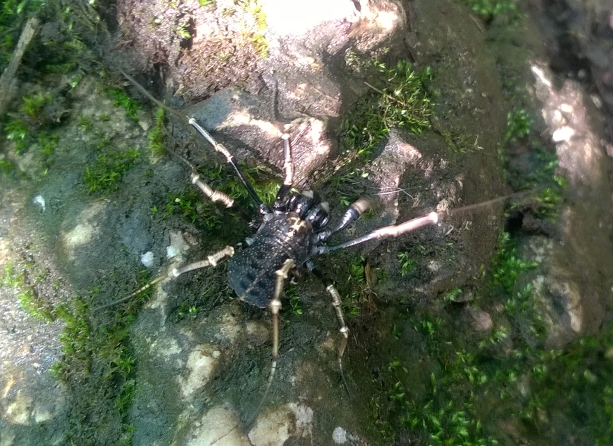 Egaenus convexus