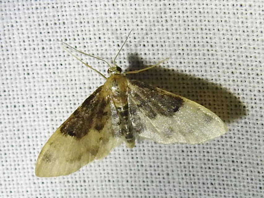 Idaea filicata - sötéttövű apróaraszoló