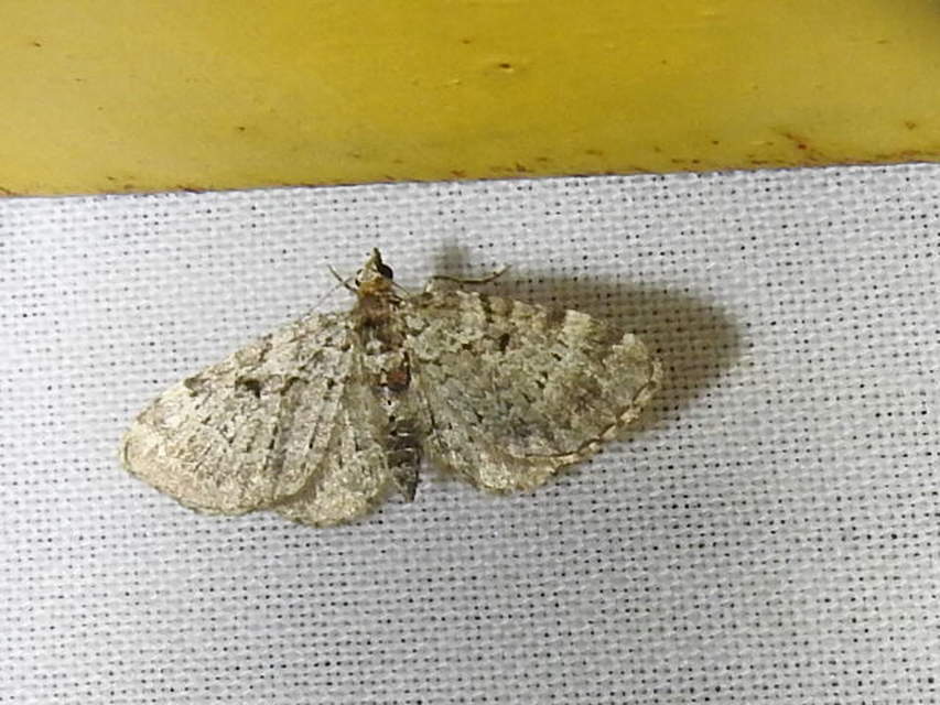 Pasiphila chloerata - hamvas törpearaszoló