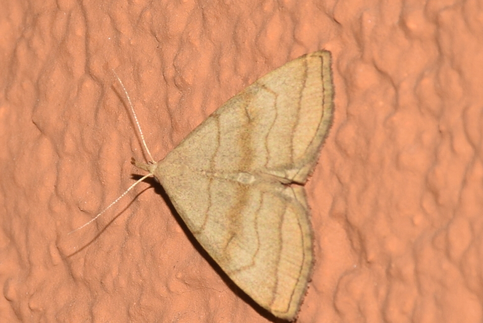 Herminia tarsicrinalis - szőröslábú karcsúbagoly